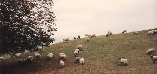 Countryside sheep