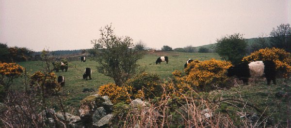 Belted Galloways